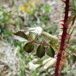 Rosa spinosissima Leaf