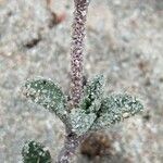 Silene succulenta Кора