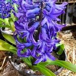 Hyacinthus orientalis Цвят