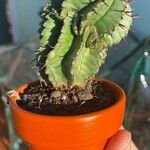 Euphorbia horrida ᱥᱟᱠᱟᱢ