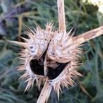 Datura stramonium Frucht