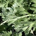 Artemisia vallesiaca