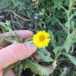 Calendula arvensisFlors