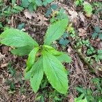 Oclemena acuminata Blad