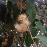 Syzygium samarangense Flower
