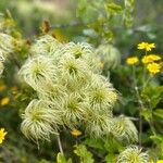 Clematis lasiantha Flor