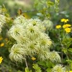 Clematis lasiantha Flower