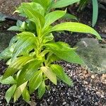 Ixanthus viscosus Hoja