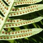 Polypodium interjectum ഇല