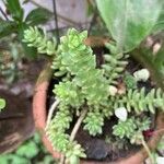 Sedum greggii Hoja