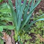 Allium porrum Blatt