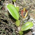 Bulbophyllum ngoyense Habit