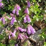 Penstemon davidsonii Blüte