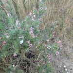 Echium asperrimum Flor