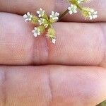 Torilis leptophylla Flower