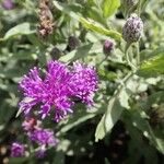 Gutenbergia cordifolia Floro