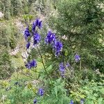 Aconitum variegatum Flower