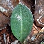 Disperis humblotii Hoja