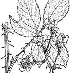 Rubus divaricatus Іншае