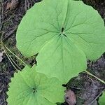 Achlys triphylla Leaf