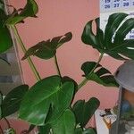 Monstera deliciosa Blad