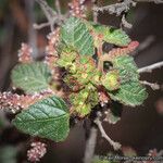 Acalypha californica ശീലം