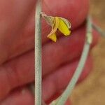 Crotalaria saharae Floare