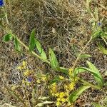 Anchusa officinalis Лист