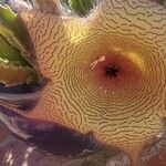 Stapelia gigantea Blad