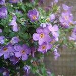Sutera cordata Hoja
