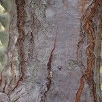 Euphorbia lactea Bark