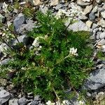 Achillea atrata Habitus