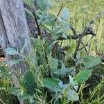 Sorbus mougeotii Hoja