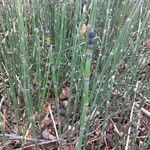 Equisetum hyemale Bark