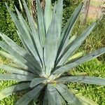 Agave sisalana Лист