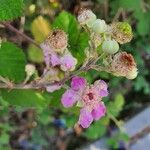 Rubus ulmifoliusBlomst