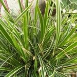 Carex brunnea Blad