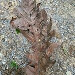 Artocarpus elasticus Φύλλο