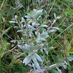 Salix lapponum Leaf