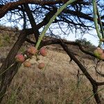 Euphorbia gossypina Fruit