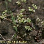 Radiola linoides Hábito