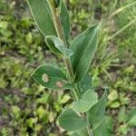 Solidago rigida Folla