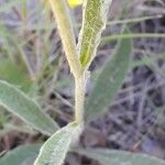 Inula montana Bark