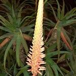 Aloe arborescens Fiore