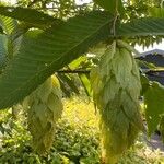 Carpinus cordata Fruit