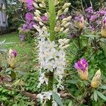 Eremurus robustus Flower