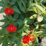 Impatiens hawkeriКвітка