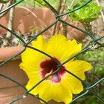 Hibiscus ovalifolius Квітка