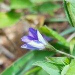 Convolvulus siculus Blomma