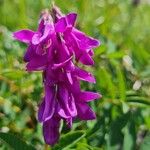 Hedysarum hedysaroides Flower